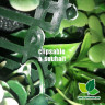 Mur Végétal Artificiel OASIS 1m x 1m avec clips intégrés