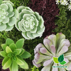 détail cadre rond succulentes artificielles