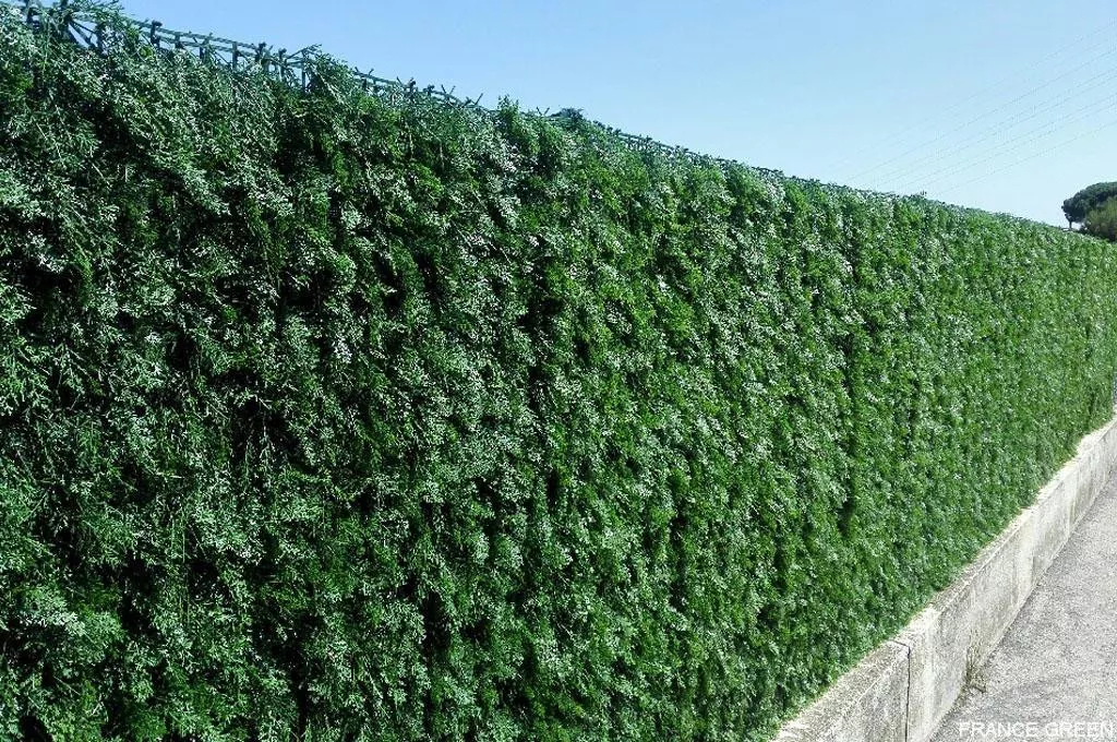 cyprès synthétique france green